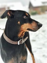 Close-up of dog against sky