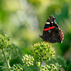 Red admiral butterfly