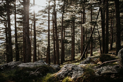 Pine trees in forest