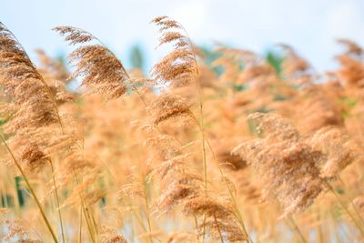 Close-up of plants growing on field