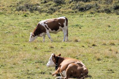 Cow standing on field