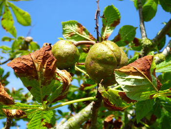 Close-up of fruit growing on tree