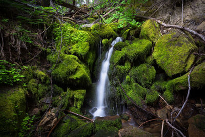 Scenic view of waterfall in forest