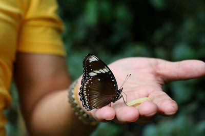 Close-up of butterfly on hand