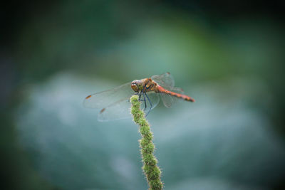 Close-up of insect on plant