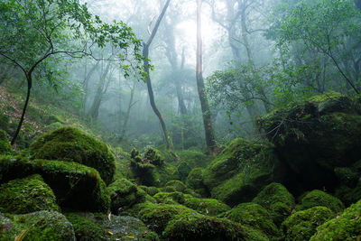 Trees in forest