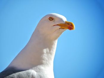 Low angle view of seagull against clear blue sky