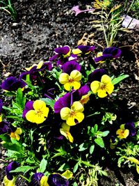 High angle view of purple crocus blooming outdoors