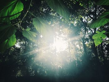 Low angle view of trees in forest