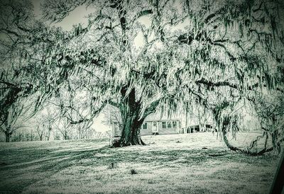 Trees in the dark