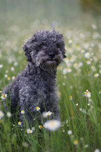 Portrait of a cute 1 year old grey colored silver poodle dog with teddy cut in a wild meadow