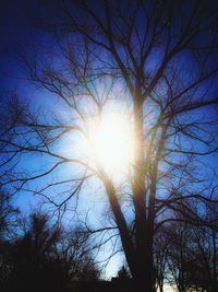 Sun shining through trees