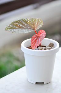 Close-up of potted plant on table