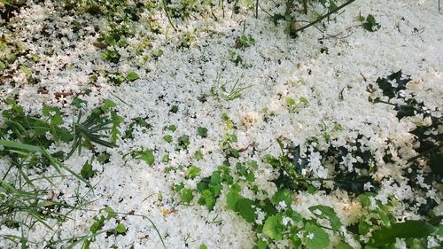 Plants growing in pond