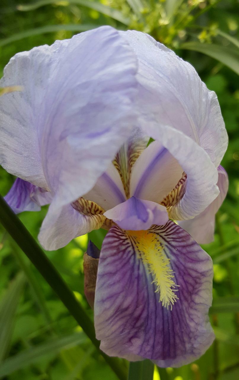 flower, petal, freshness, flower head, fragility, growth, beauty in nature, purple, close-up, blooming, nature, focus on foreground, plant, single flower, in bloom, pollen, blossom, stamen, park - man made space, outdoors