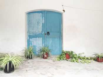 Potted plants in backyard