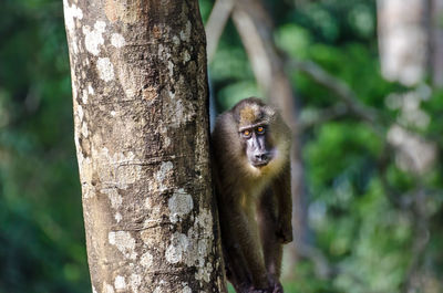 Close-up of monkey on tree trunk