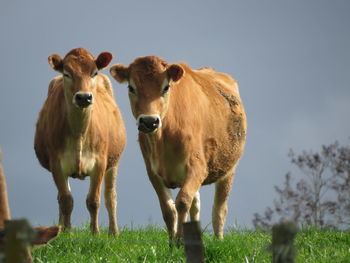 Portrait of cows standing on grassy land against sky