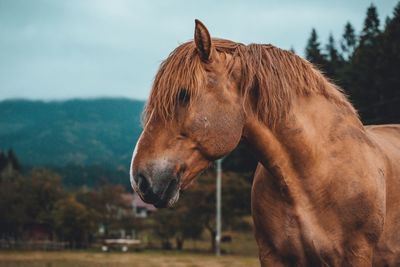 Close-up of a brown horse on field