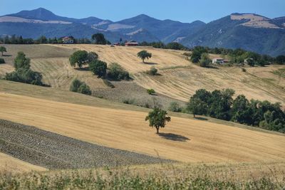 Scenic view of agricultural field against sky