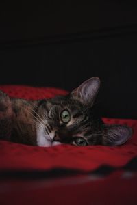 Close-up portrait of a cat