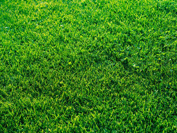 Full frame shot of green field