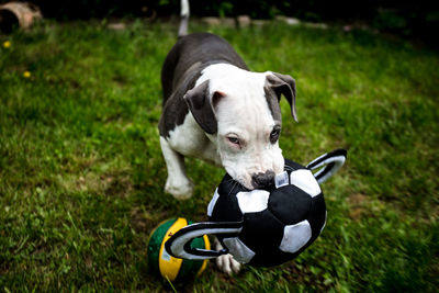 Dog looking away on field