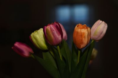 Close-up of tulips against black background