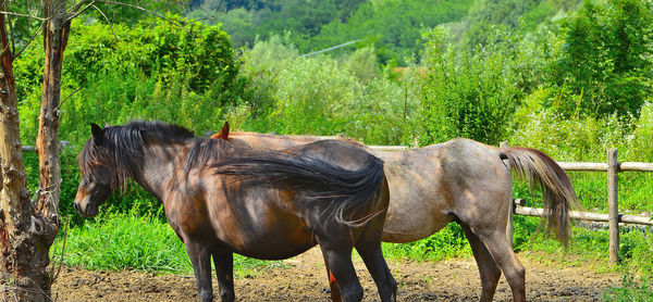 Horse standing on field