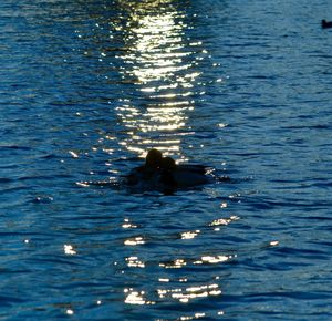 Reflection of people in water