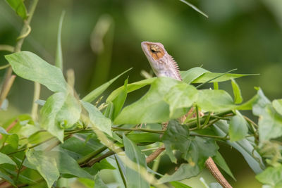 Close-up of butterfly on leaf