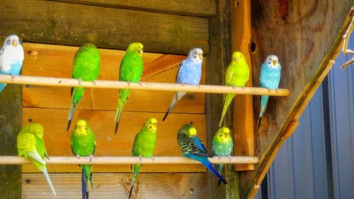 Close-up of parrot perching in cage