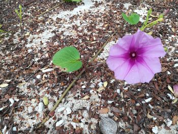 High angle view of purple flowering plant on field