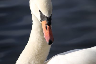 Close-up of swan swimming in lake