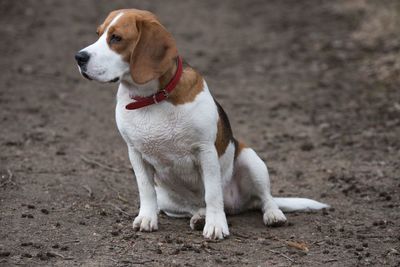 Close-up of dog sitting outdoors