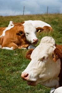 View of cows on field