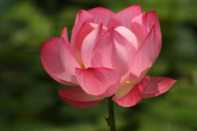 Close-up of pink lotus