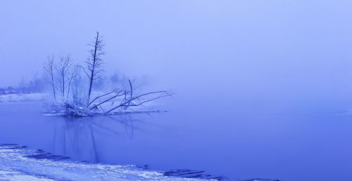 Bare trees on snow covered landscape