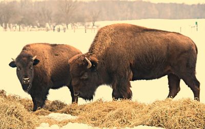 Bisons in a field