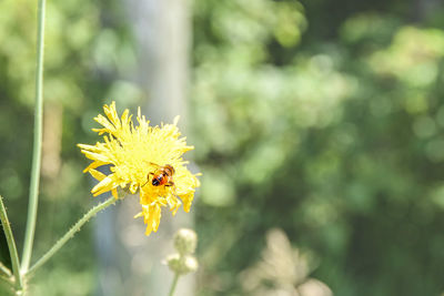 Close-up of bee on yellow flower