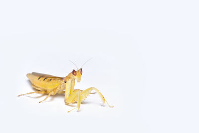 Close-up of insect on white background