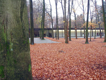 Trees in park during autumn