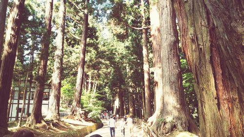 Trees in forest