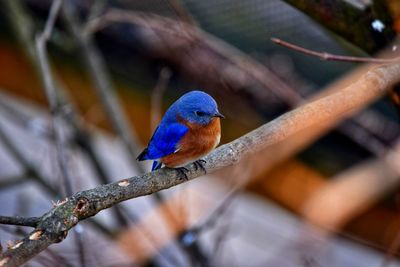 Close-up of bird perching on branch