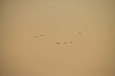 Low angle view of birds flying in the sky