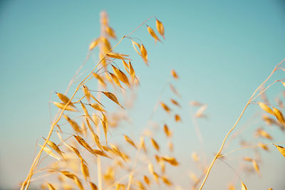 Close-up of wheat plants against clear sky