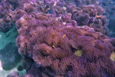 View of fish underwater