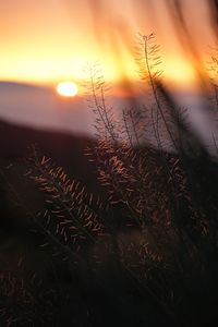 Close-up of plants against sky during sunset