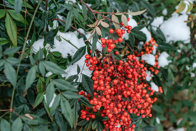 Close-up of red berries growing on tree