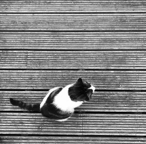 Cat on wooden boardwalk 